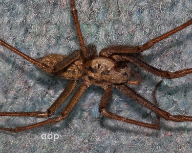 House Spider (Tegenaria gigantea) Alan Prowse